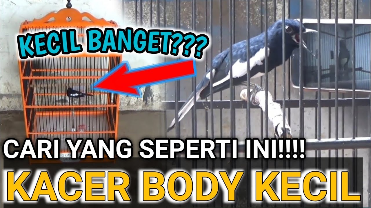 HANCUR!!! MERAWAT KACER BODY KECIL KOK GITU?? DR KACER