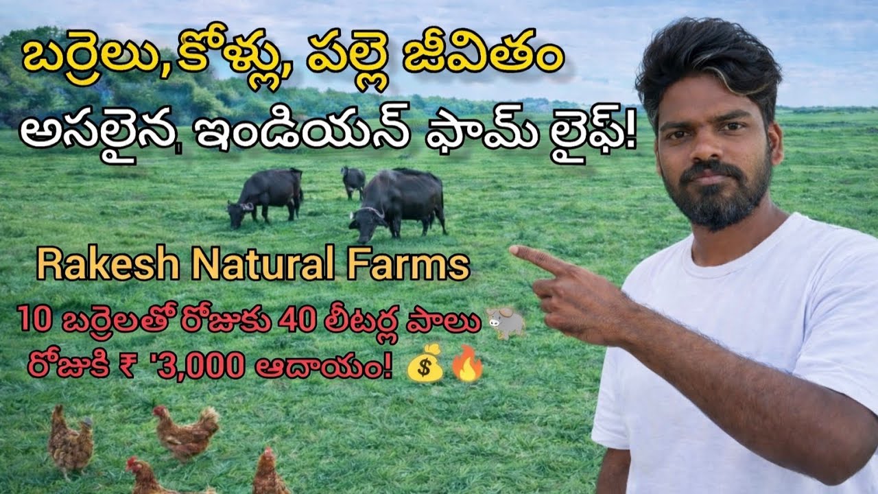 10 Buffaloes = ₹3,000 Per Day Income? 🐃 | Rakesh Natural Farms Success Story 💰🌾