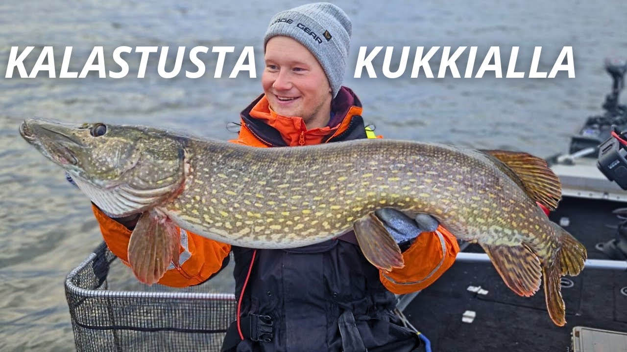 AHVENTA HAUKEA JA KUHAA KUKKIALTA