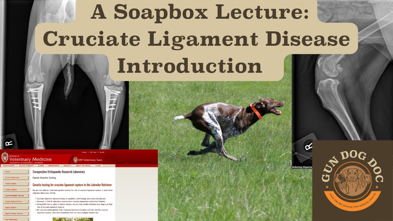 A Soapbox Lecture — Introducing Cruciate Ligament Disease