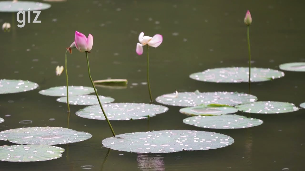 Renuka Ji Lake Wetland - An Informative Short Film by Jobless Studios | Story of Lake at Nahan