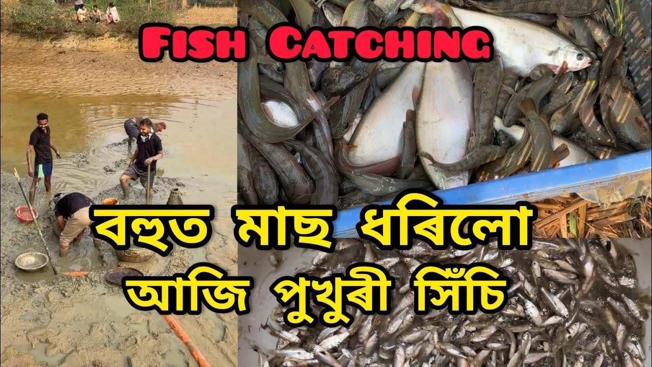 বহুত মাছ ধৰিলো আজি পুখুৰী সিঁচি // Fish Catching @RINKUDASVLOGS 