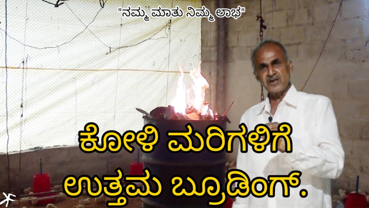 ಕೋಳಿ ಮರಿಗಳಿಗೆ ಉತ್ತಮ ಬ್ರೂಡಿಂಗ್.|| Best  Brooding for chicks 🐤🐤