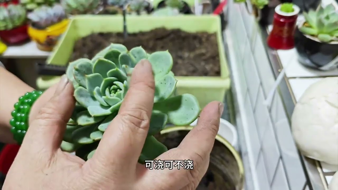 给大绿菜多肉换换盆换换土#养花人的乐趣Change the pot and soil for succulent green vegetables #The joy of flower growers