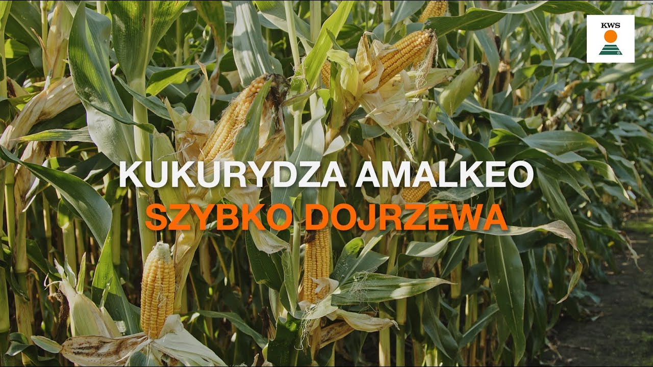 Szybko dojrzewa, wysoko plonuje🌽 Kukurydza KWS AMALKEO