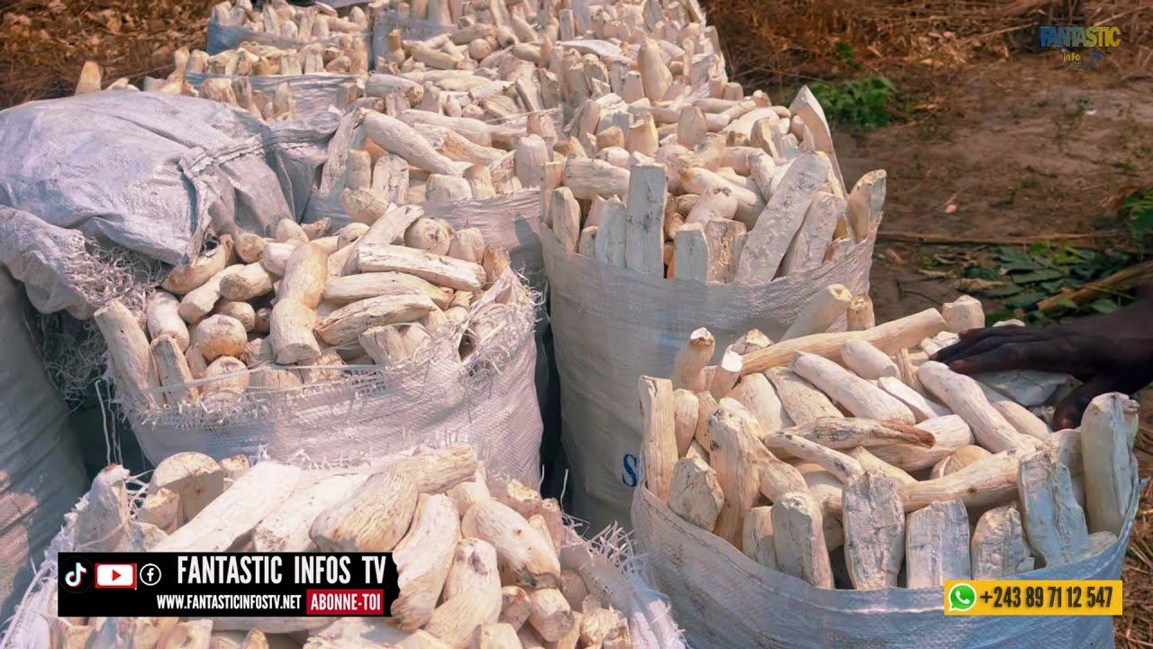 TALA MANIOC TRANSFORMER NA  FUFU NA VILLAGE MALONDA