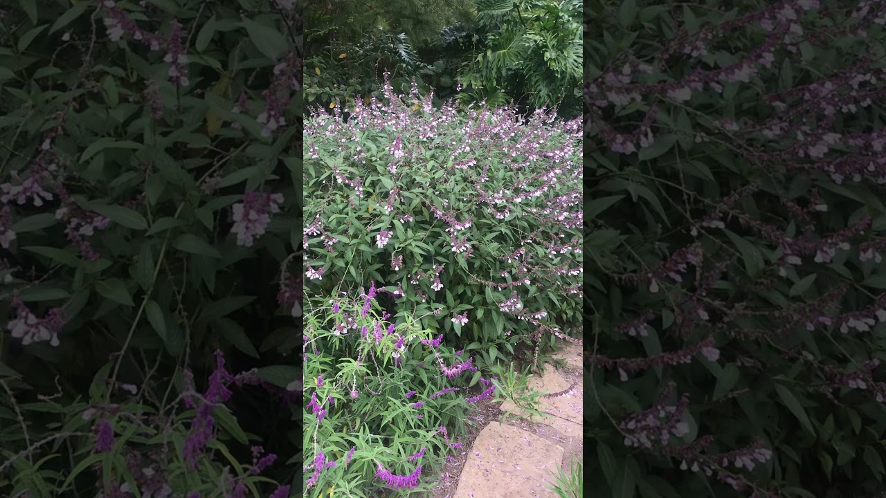 Salvia &lsquo;Waverley&rsquo;