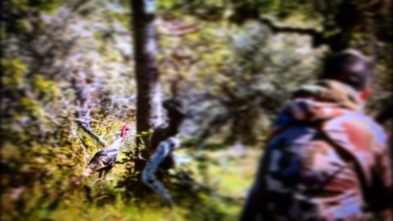 Traditional Bow Hunting Turkey - 2019 Oregon Archery Season.
