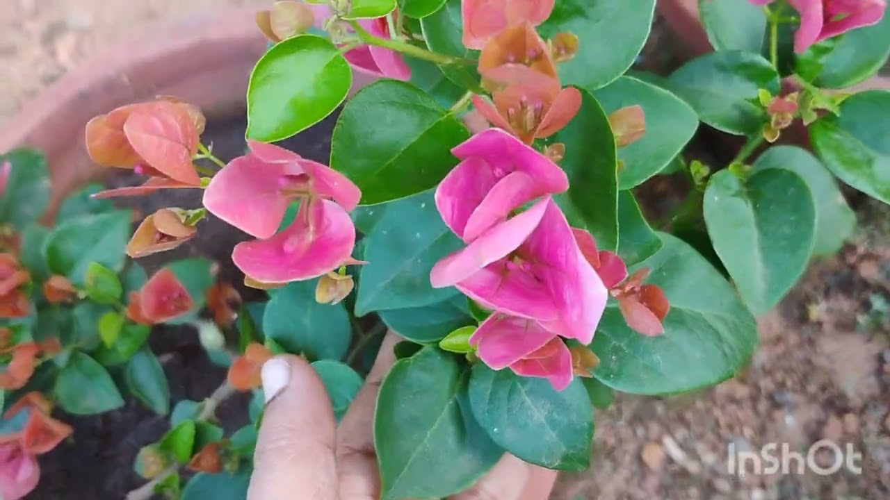 എന്റെ കടലാസുംചെടികളും പൂവിട്ടു ❤️❤️❤️