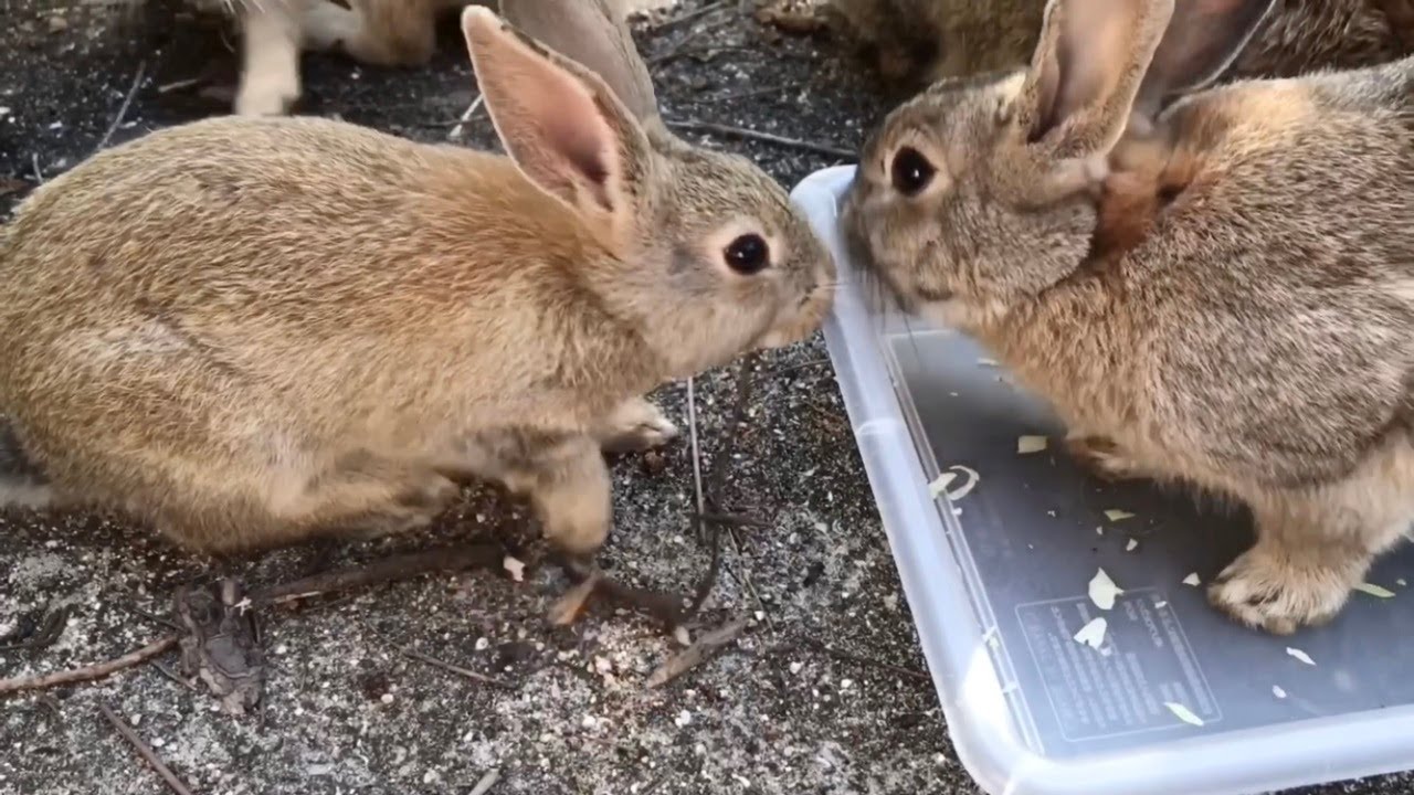 大人に驚かされて逃げ惑う赤ちゃんうさぎ