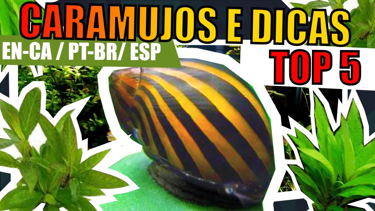 🔴TOP 5: CARAMUJOS PARA AQUÁRIOS PLANTADOS |Mr. Betta|
