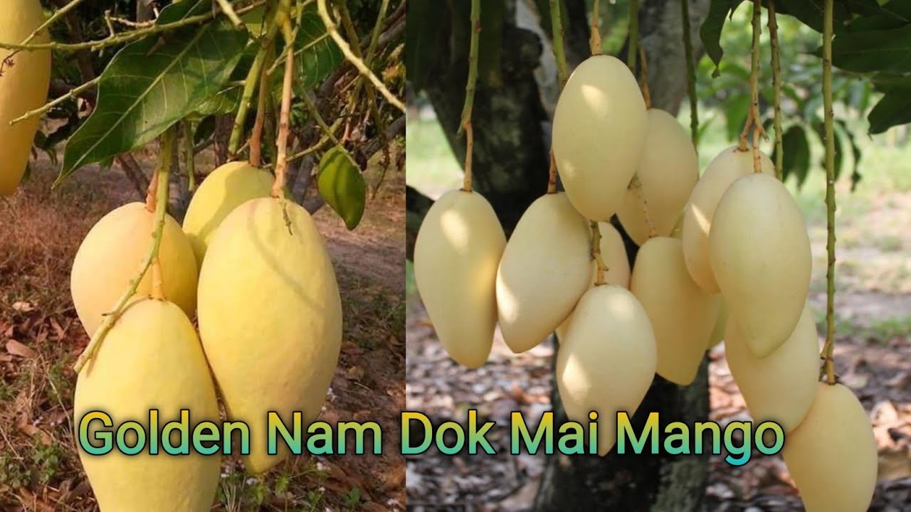 गोल्डन नाम डॉक माई मैंगो।।Nam Dok Mai Mango farming India contact -7029279400