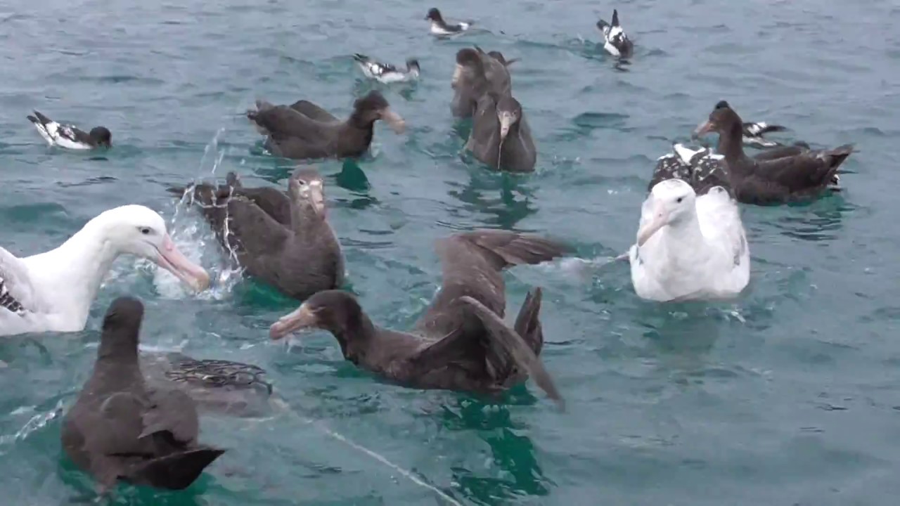 New Zealand Birding Trip - Part 1