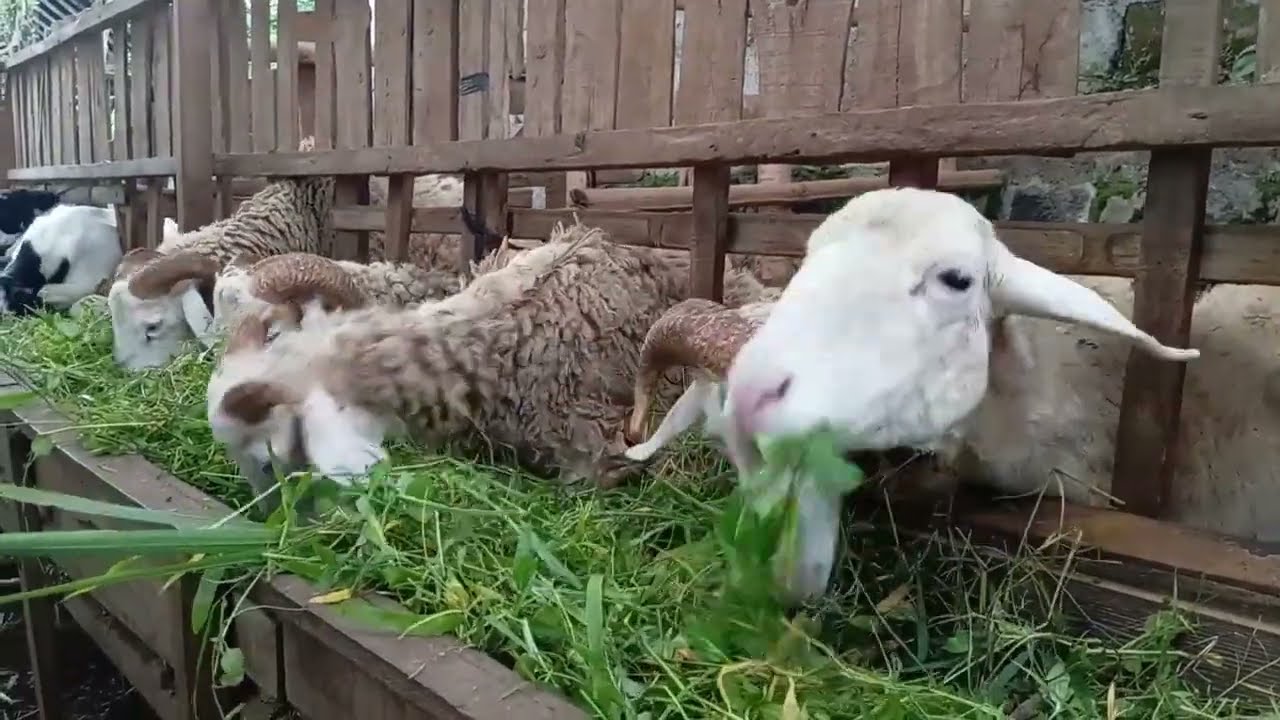 KAMBING JAWA RANDU MAKAN ODOT DAN RUMPUT LIAR BIKIN GEMUK