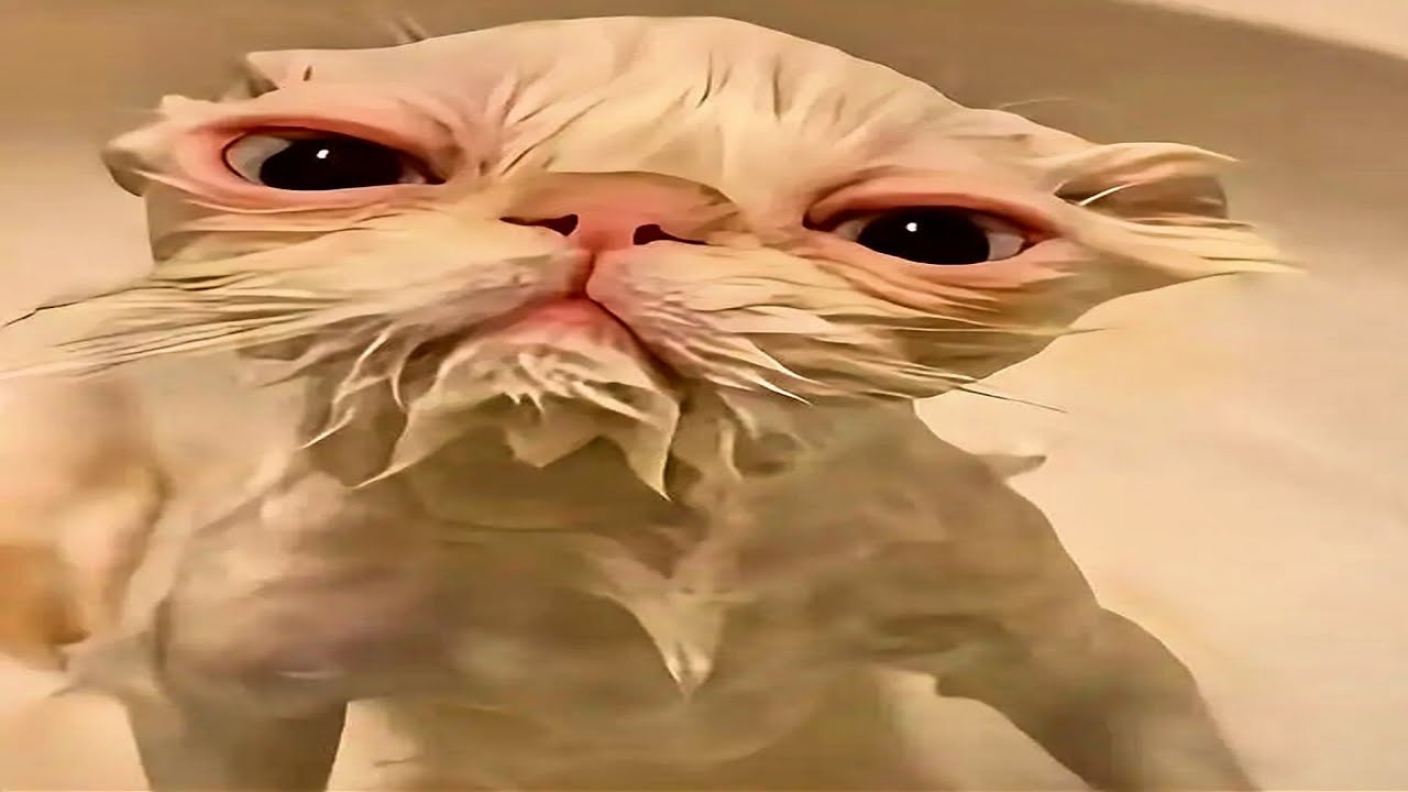 funny try not to laugh cat compilation | 4