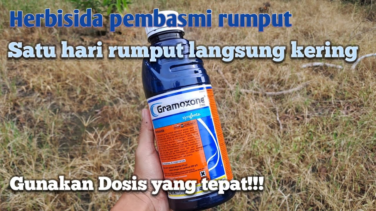 Gramoxone herbisida kontak paling ampuh, gunakan Dosis yang tepat satu hari rumput kering total