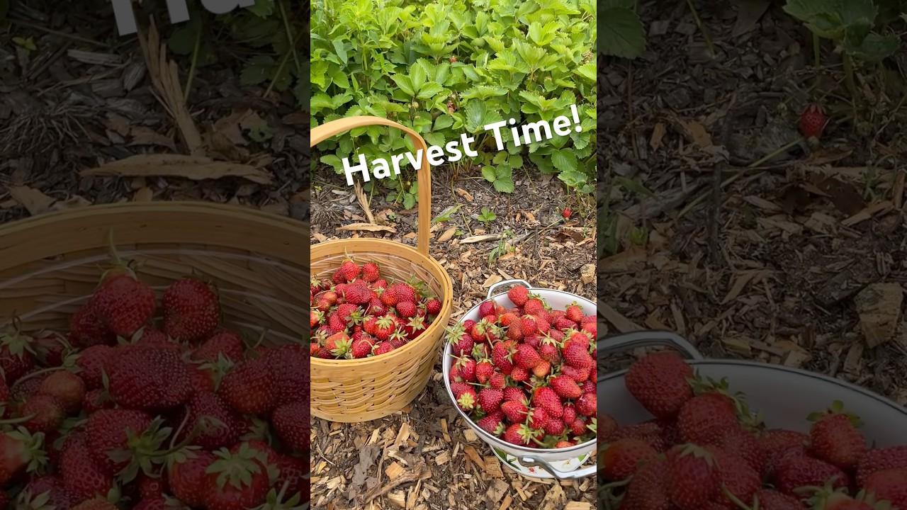 11/10 Salad! #gardening #organicgardening #harvest