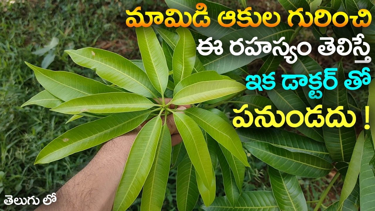 మామిడి ఆకుల గురించి ఈ రహస్యం తెలిస్తే ఇక డాక్టర్ తో పనుండదు ! || Mango Leaves Uses