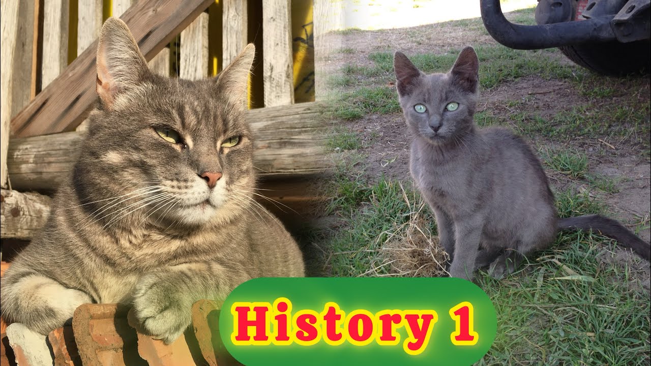 History # 1; wie alles begonnen hat im Tierparadiesli.