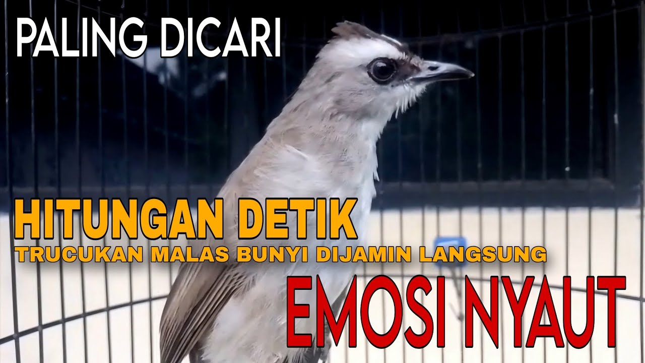 PALING DICARI !! Hitungan Detik Trucukan Malas Bunyi Dijamin Langsung Emosi Nyaut dengan Ini