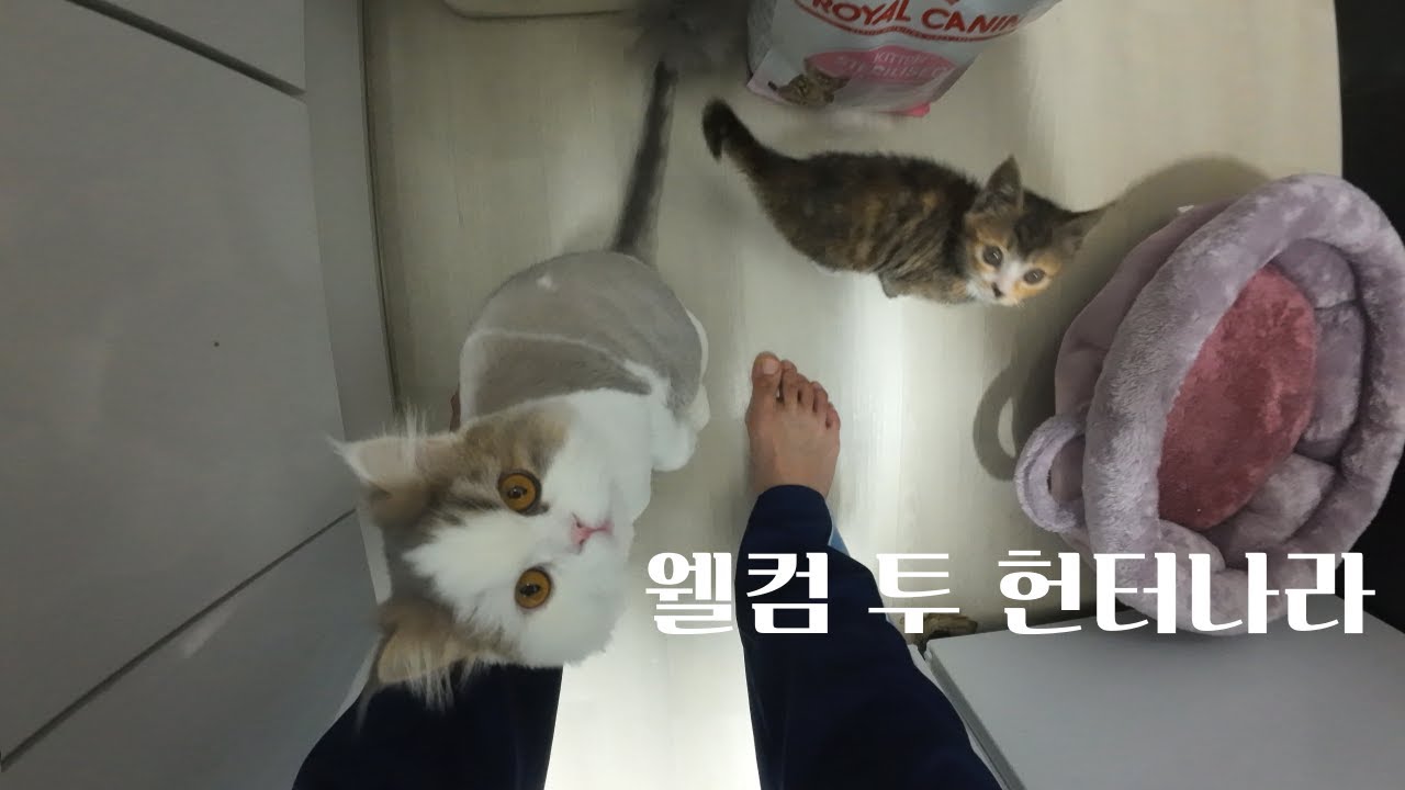웰컴투 헌터나라 (부제 : 고양이 야차룰의 세계)