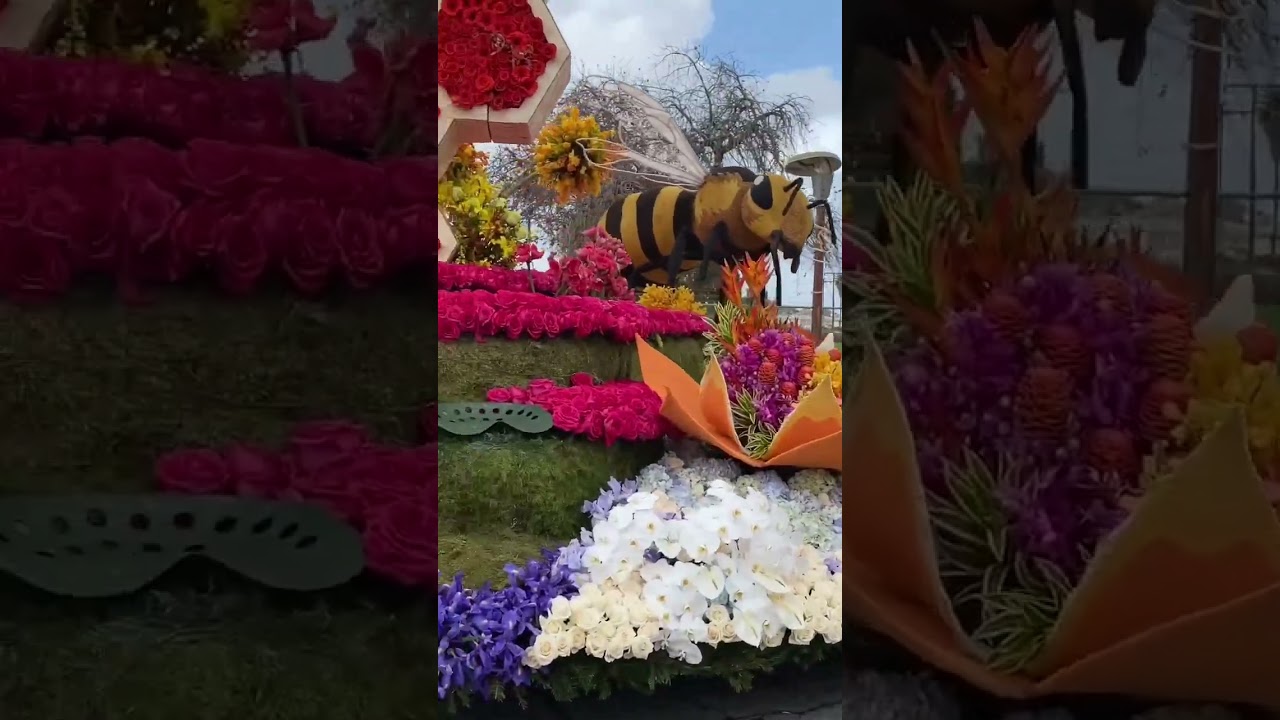 Downey Rose float 2023-an award winning float- leishman public spirit / 