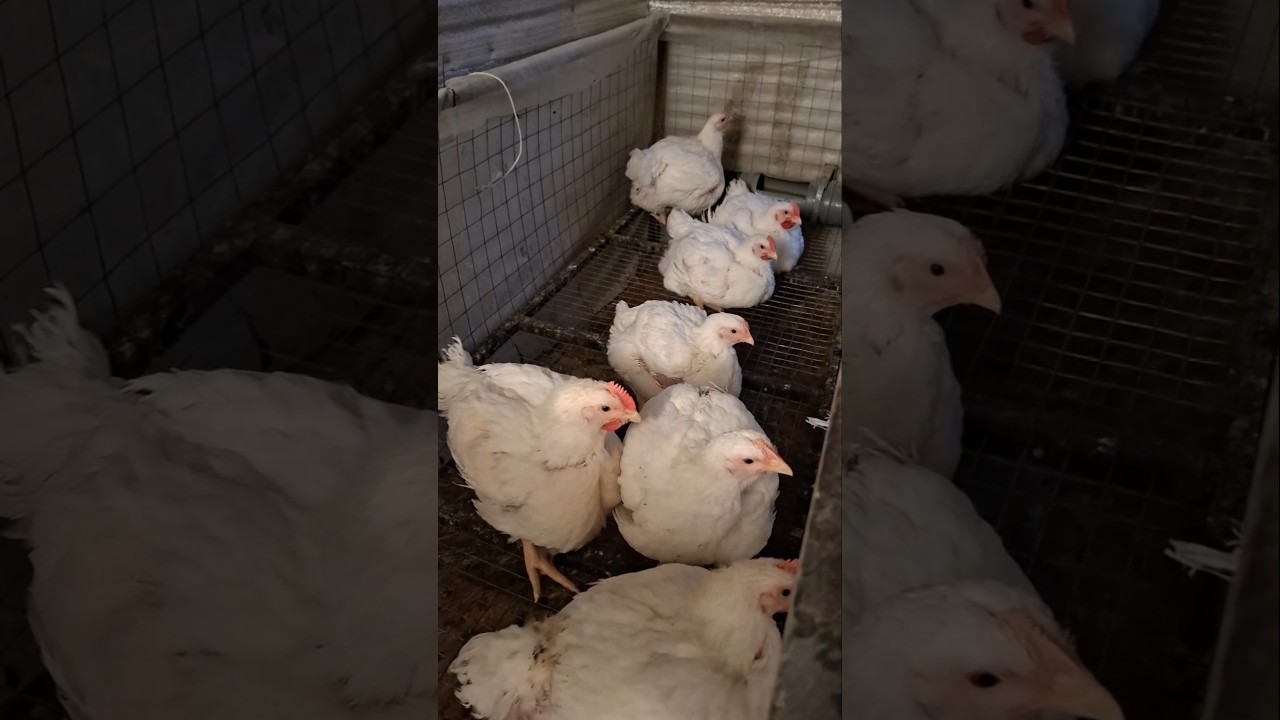 💩вёдрами) у Впс также?