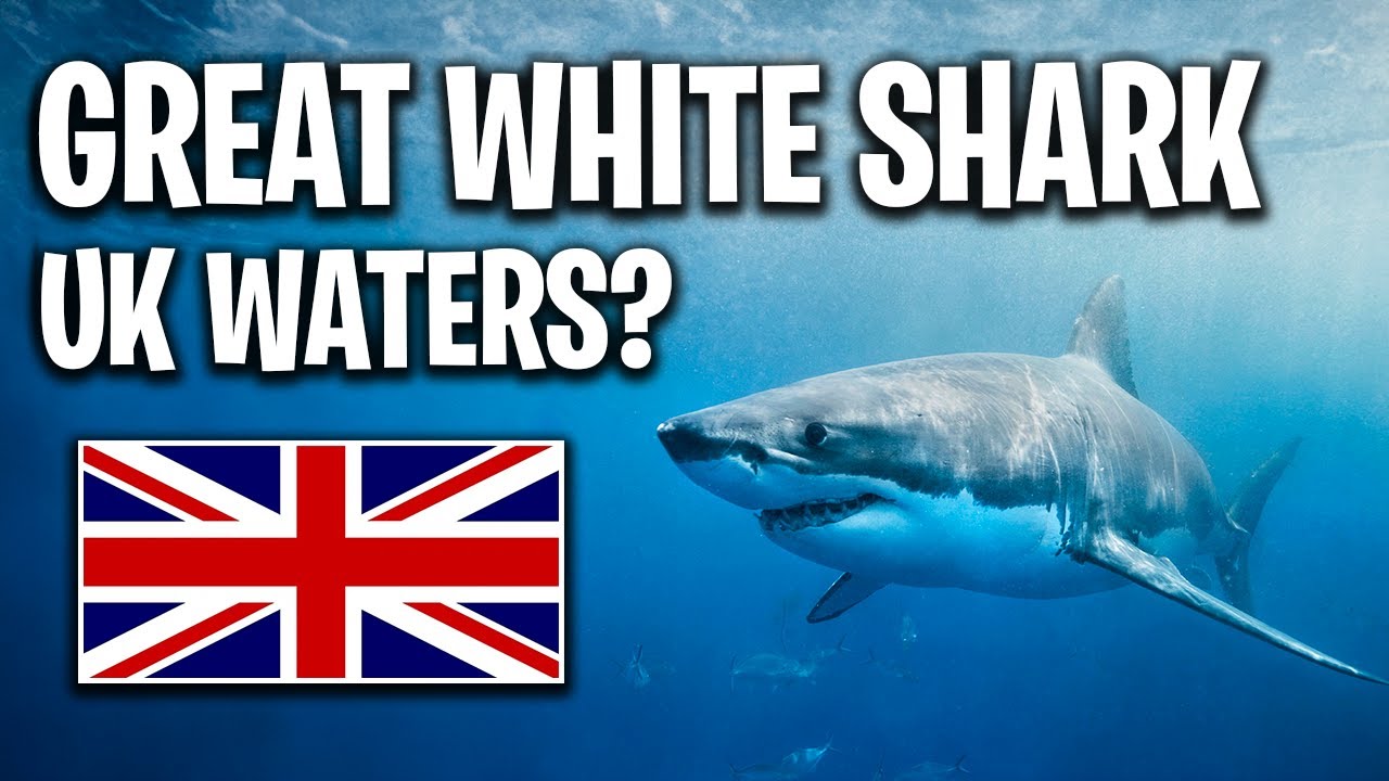 Are Great White Sharks In The UK?