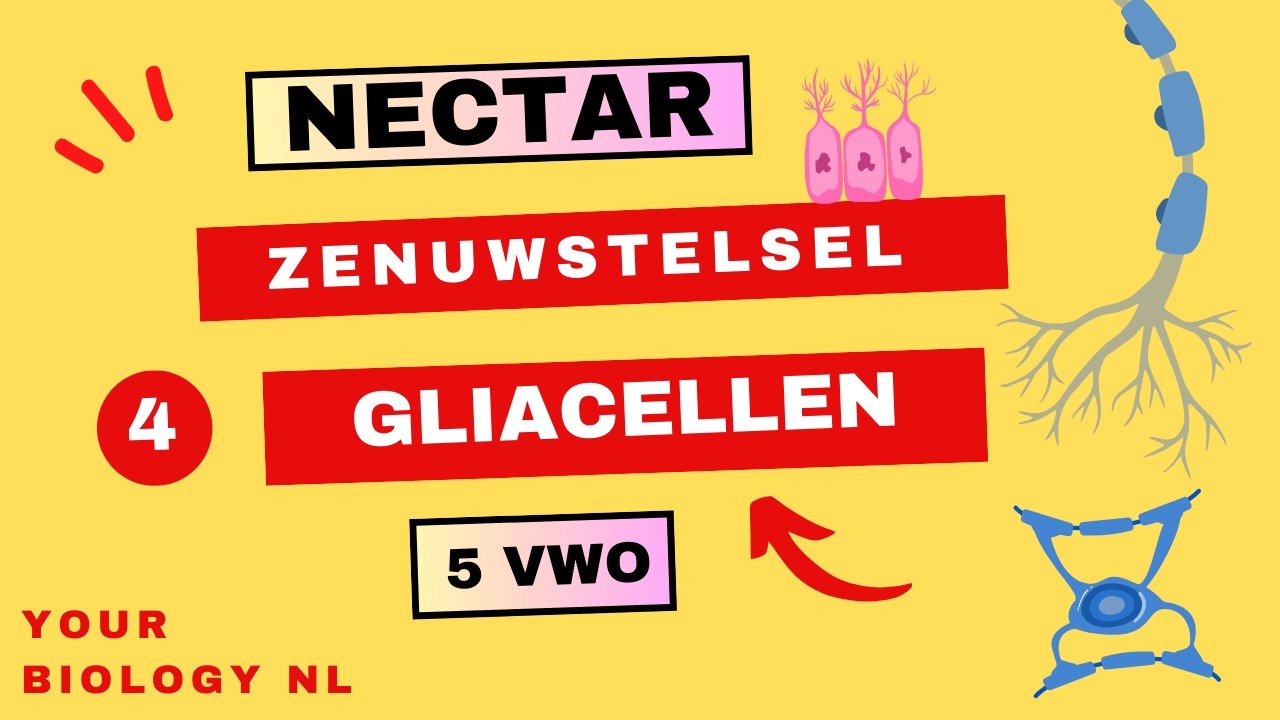 5 vwo | Zenuwstelsel | 4 | Gliacellen