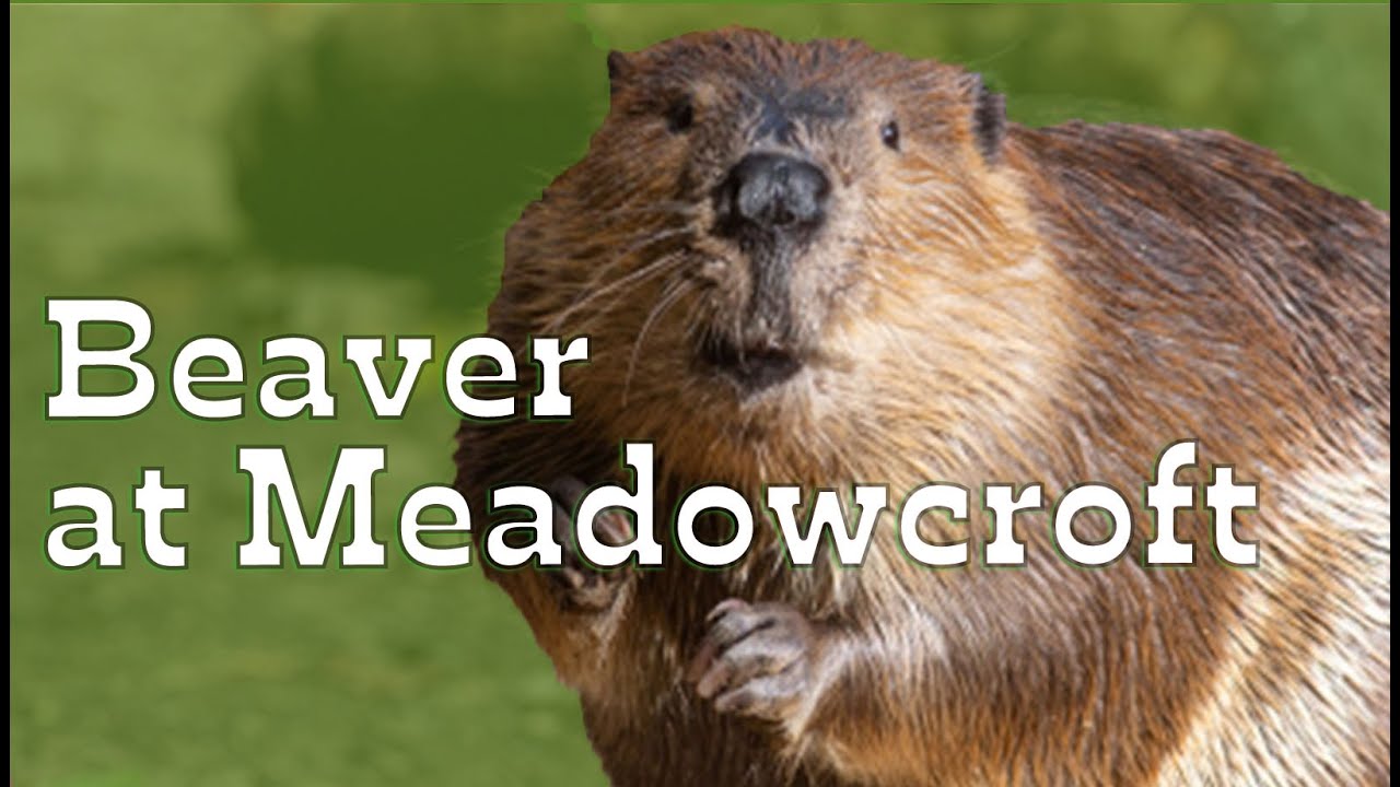 Beaver at Meadowcroft