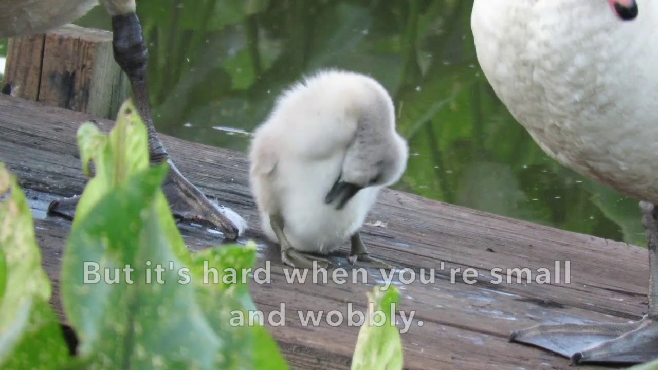 Birds Preening