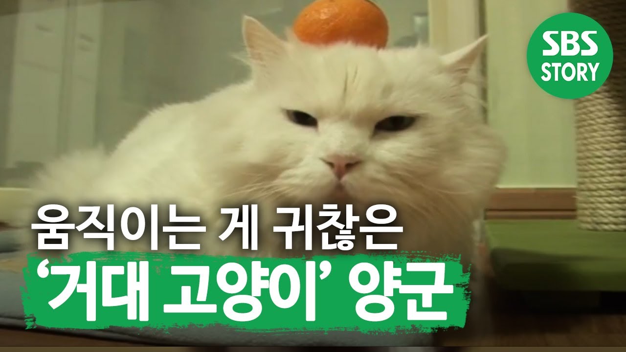 움직이는 게 싫은 &lsquo;거대 고양이&rsquo; 양군이! I TV동물농장 (Animal Farm) | SBS Story
