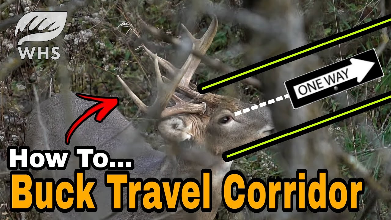 Create Big Buck Travel Corridors