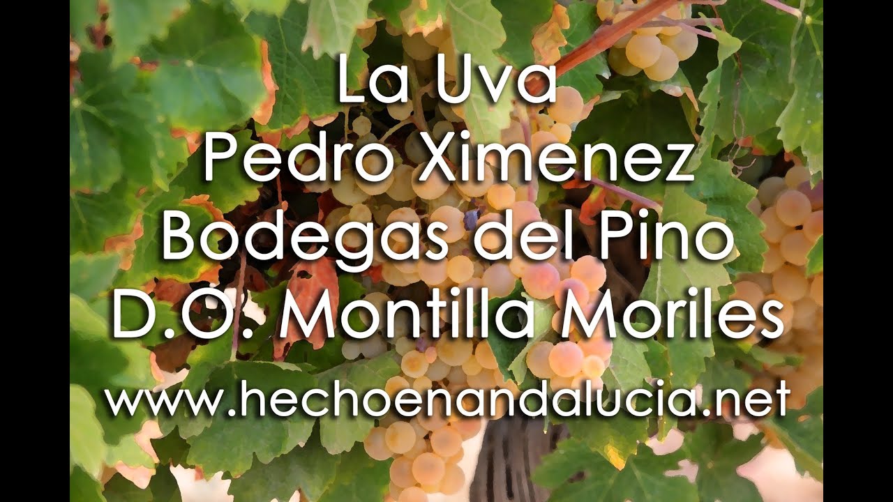 VINO PEDRO XIMÉNEZ BODEGAS DEL PINO- VINO DULCE PX- HECHO EN ANDALUCÍA