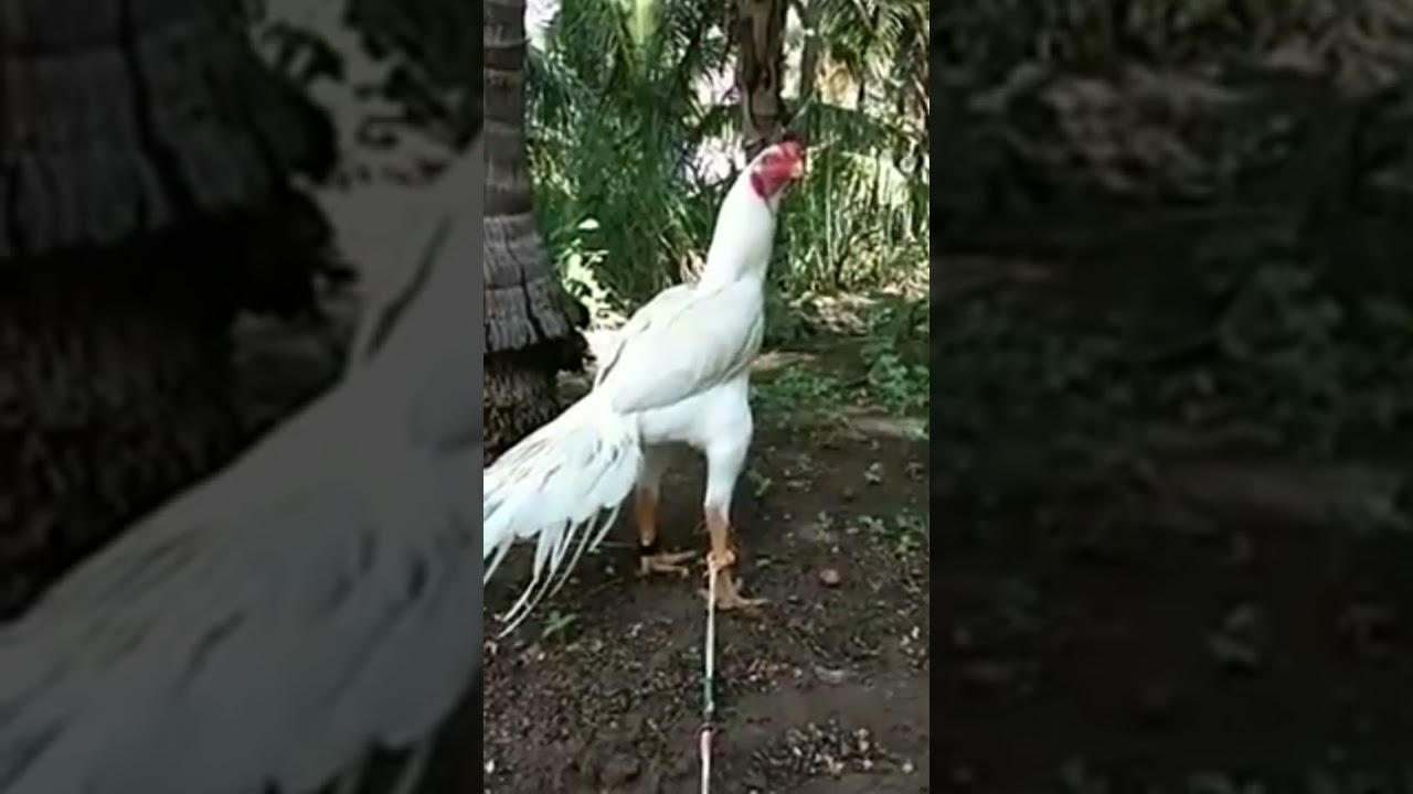 KING BREEDS #salempets #aseel #shortsfeed #parrotbeakaseel #nativebreed