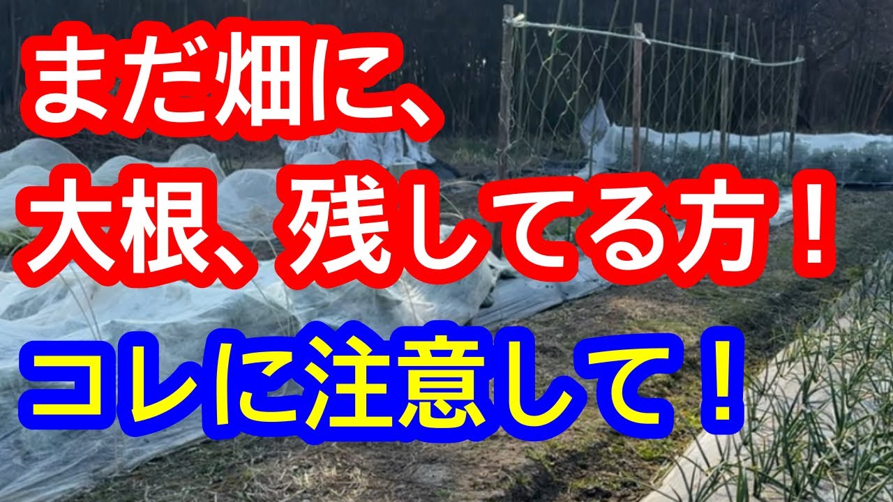 【注意喚起！】あなたのことです。大根をまだ畑に抜かずに置いている方は絶対に◯◯に注意して下さい。