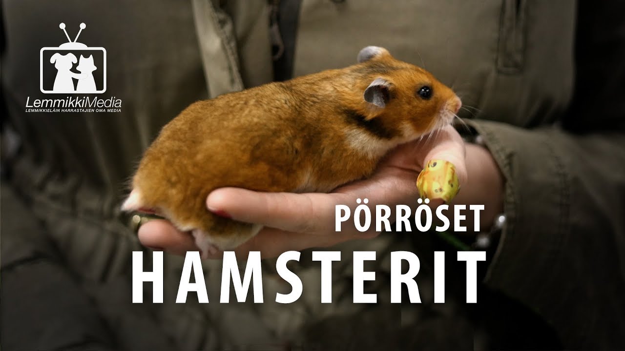 Hamsterit ja pörröset:  Hamsterit lajiesittelyssä