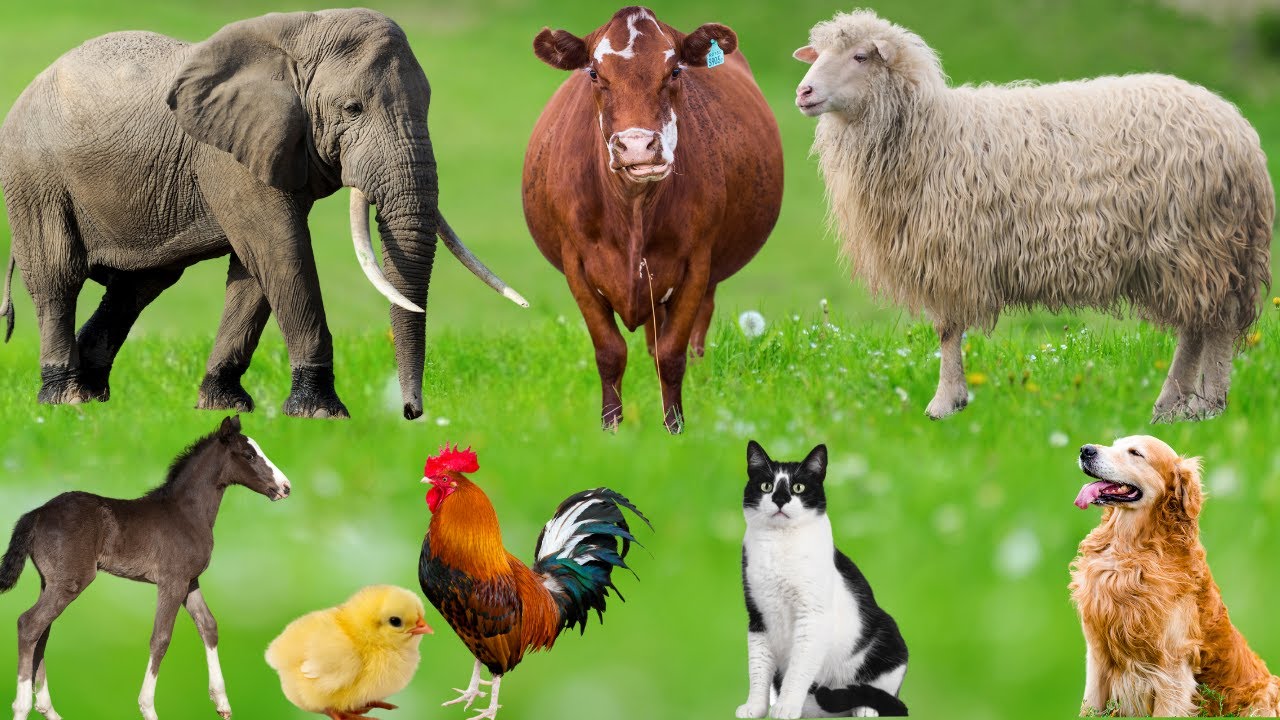 Amazing Farm Animal Sounds: Sheep, Cow, Horse, Elephant, Parrot, Pig, Bee, Chicken,Dog&ndash; Cute Animals