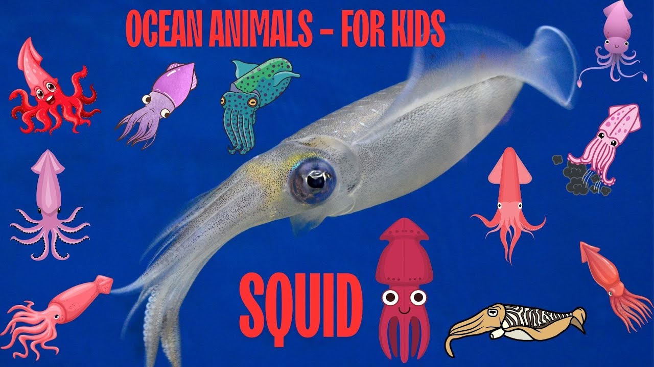 Ocean Animal Squid facts for kids | Sea Animal Squid | children's sea creatures