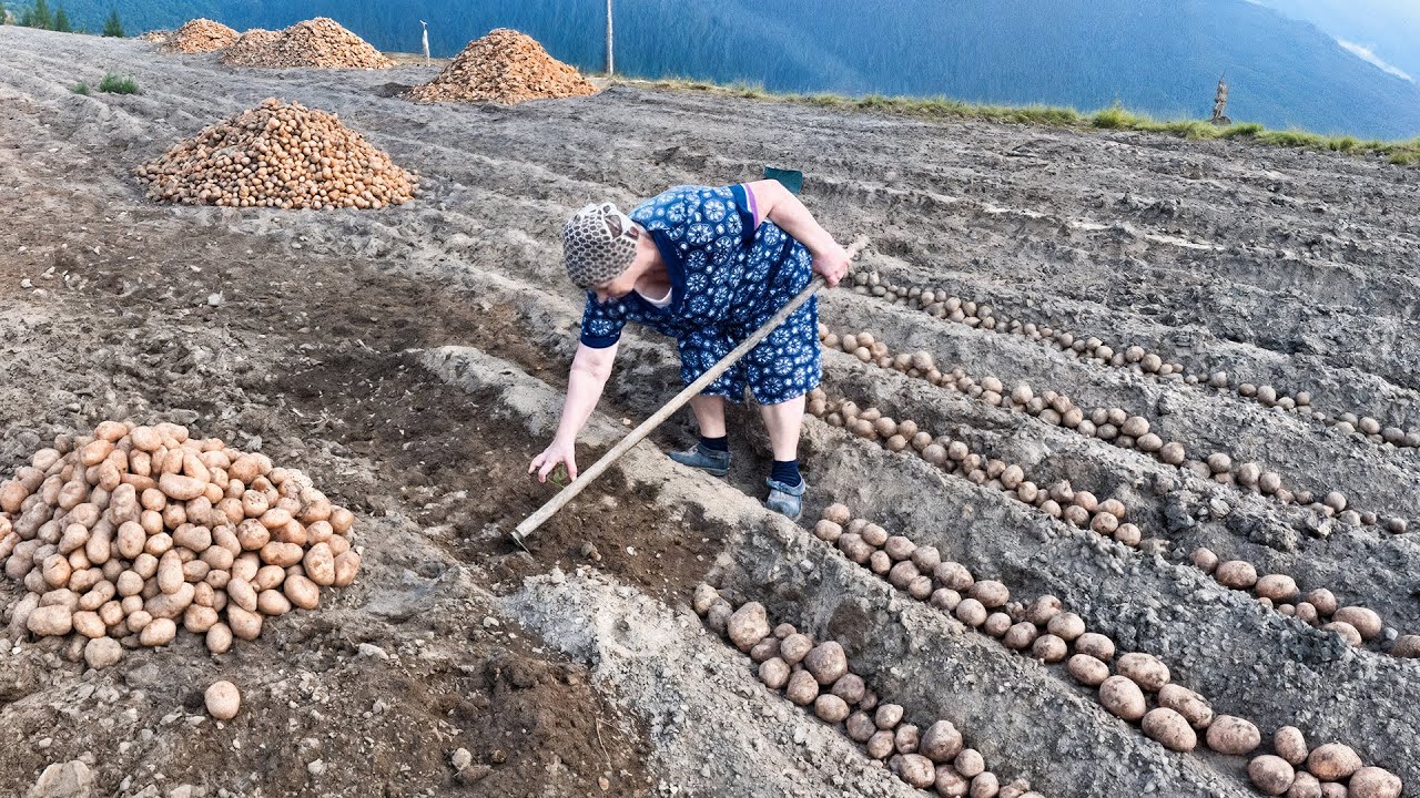 They Laughed At How We Plant Potatoes — But 50 Years Later, Look What the Earth Did!