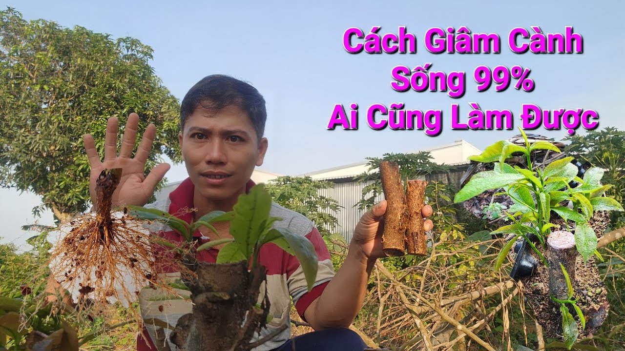 Cánh Giâm Cành Mai Vàng Tự Nhiên, Sống 99% Đơn Giản Ai Cũng Làm Được
