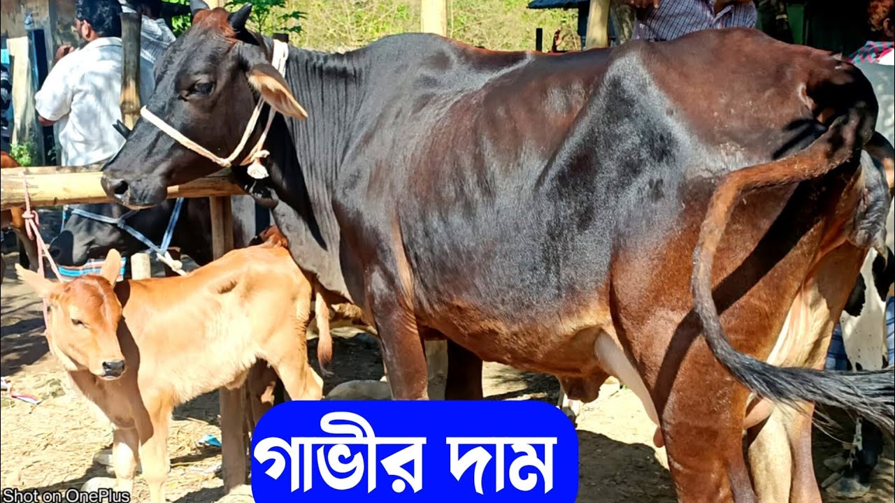 রসুলপুর হাট থেকে গাভীর দাম জানুন | ক্রস জাতের গাভীর দাম জানুন | রসুলপুর গরুর হাট ২০২৩ |