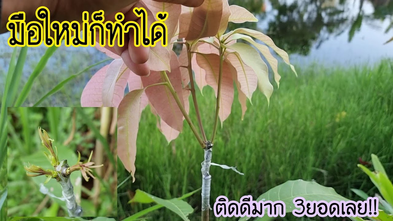 เสียบยอดมะม่วงง่ายที่สุด มือใหม่ก็ทำได้ ทำแบบนี้ติด100%