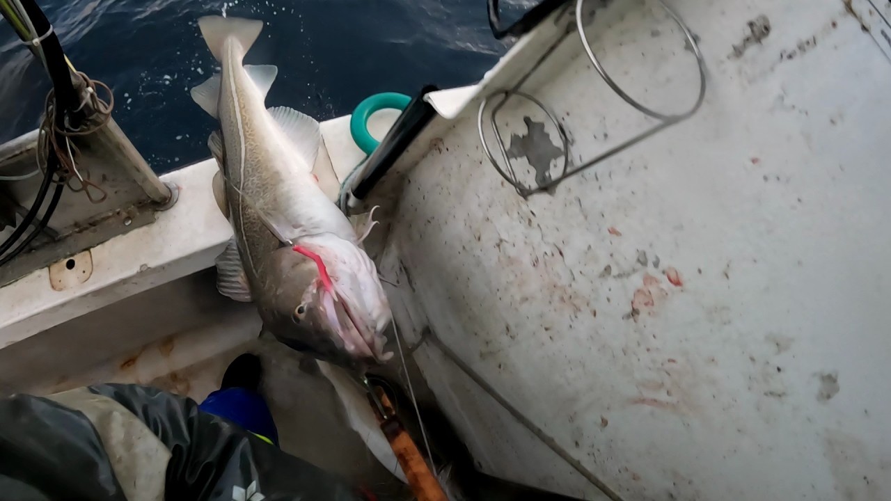 Juksa fiske utrenfor S&oslash;r&oslash;ya. 3. sj&oslash;v&aelig;ret i 2026. Ny rekord, med levering over 100.000kr. Fantastisk