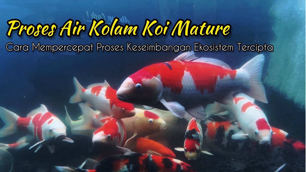 Bagaimana Cara Mempercepat Air Kolam Koi Mature?