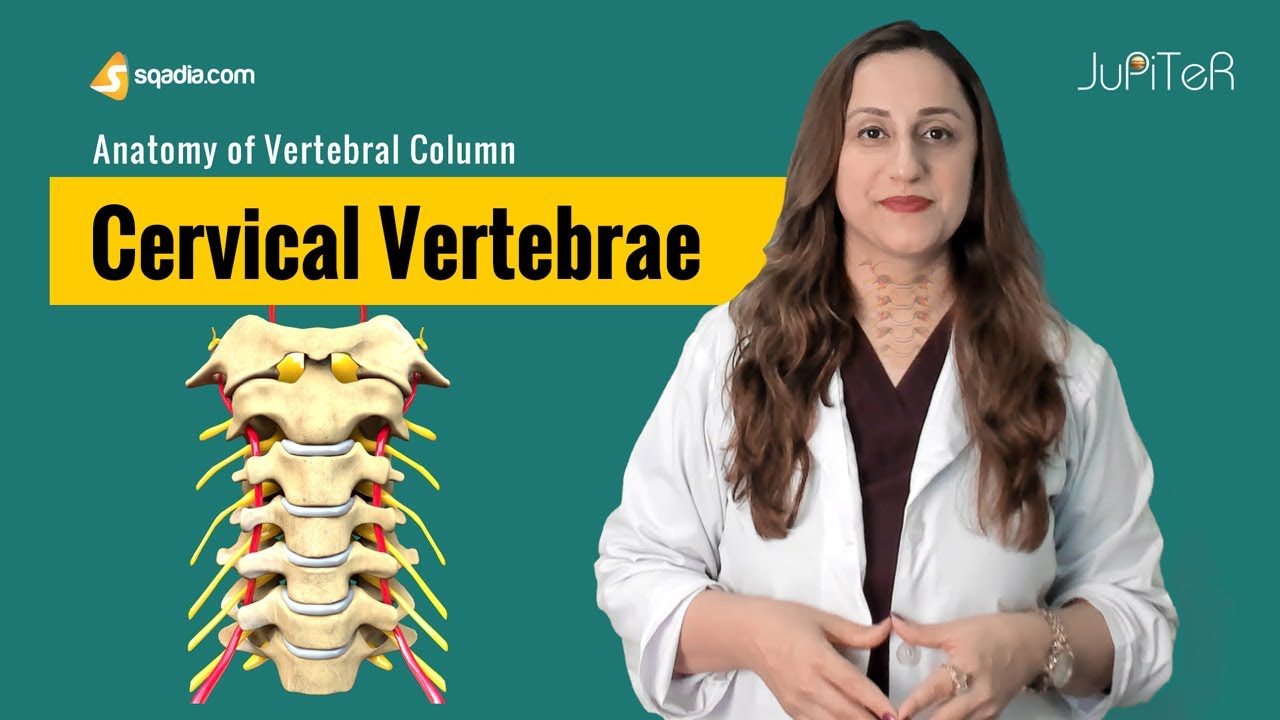 Cervical Vertebrae | C1-C7 | Bone Anatomy | Skeletal System | V-Learning™