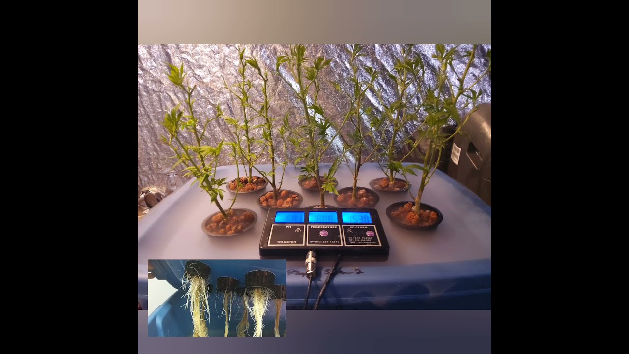 Advanced Cannabis Cultivation and Plant Training Secrets Revealed