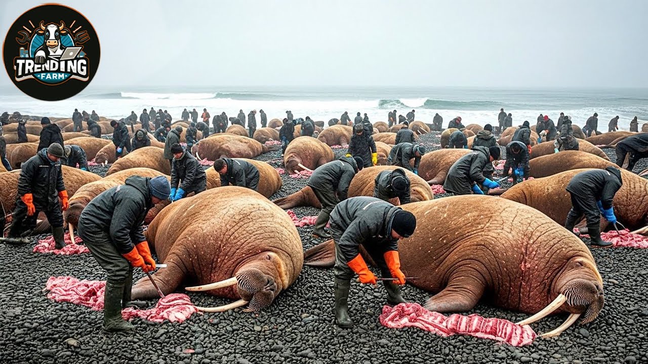 Niewiarygodne polowanie na morsy &ndash; amerykańscy rybacy złowili miliony mors&oacute;w na Alasce | Polowani...