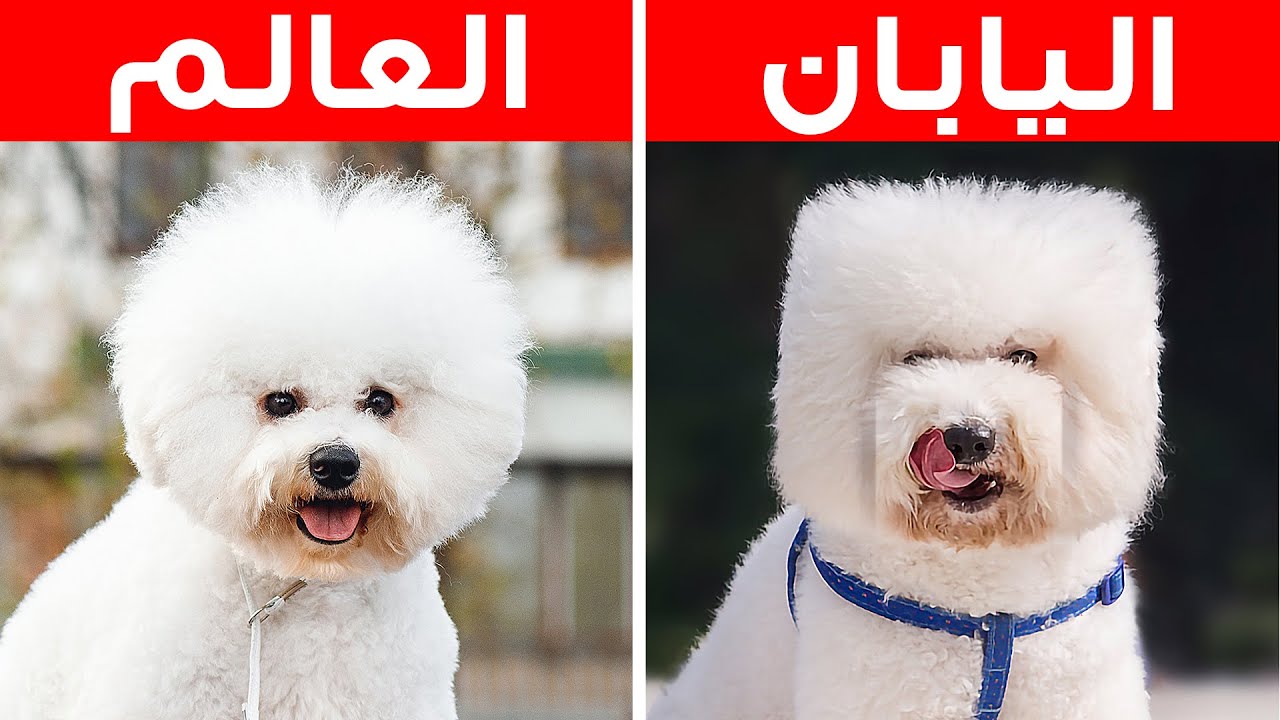 ٢٩ شيئاً تفعله اليابان بطريقتها الخاصة