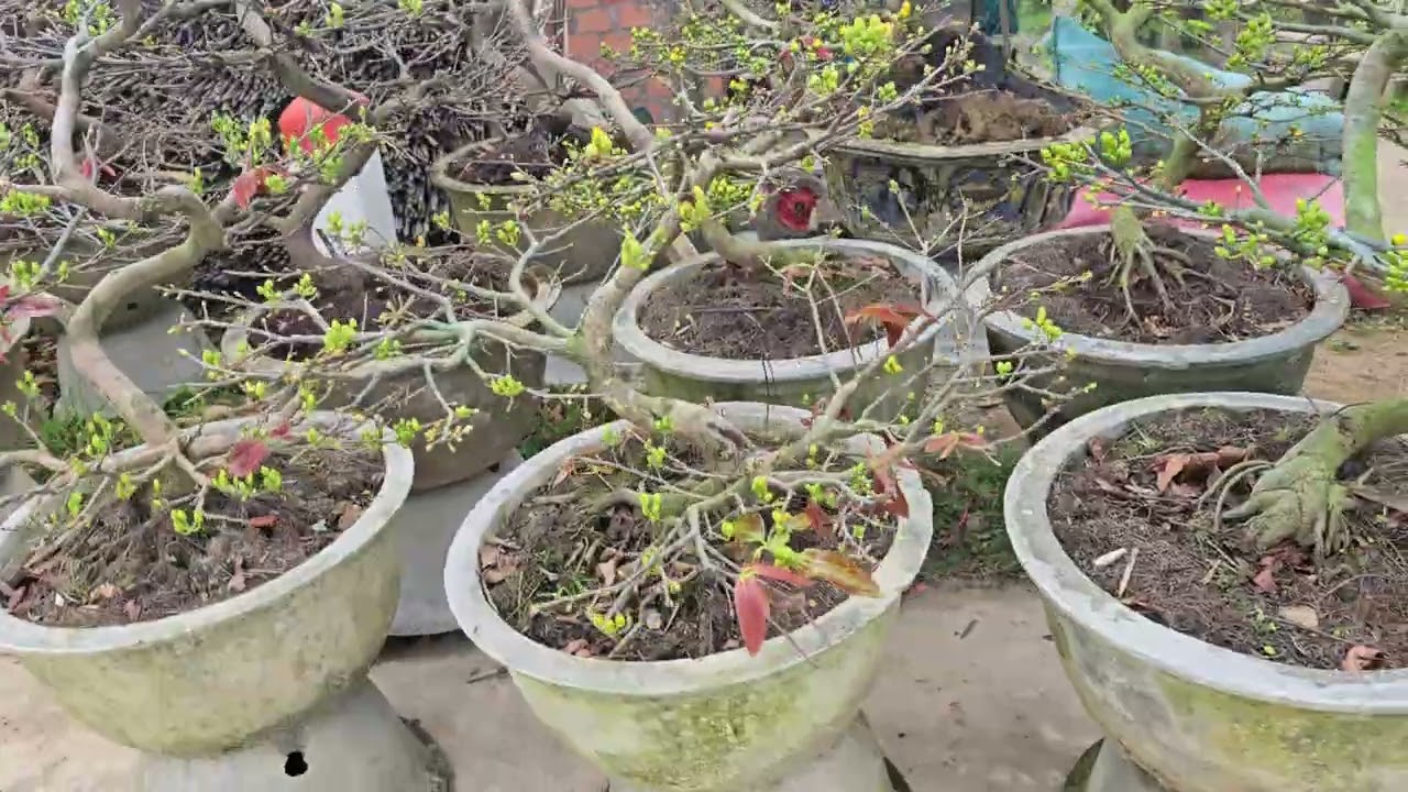 Gl ae lô 30 cây mai dang long bông bắc giá sv. 0935633236